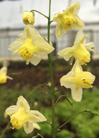 Epimedium cantabrigiense